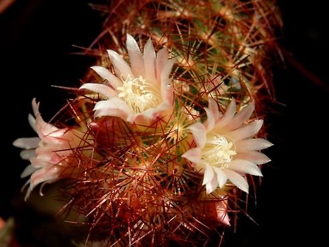 Mammillaria elongata  BAS Botanical garden,Bulgaria,Geotagged,Mammillaria elongata,Spring