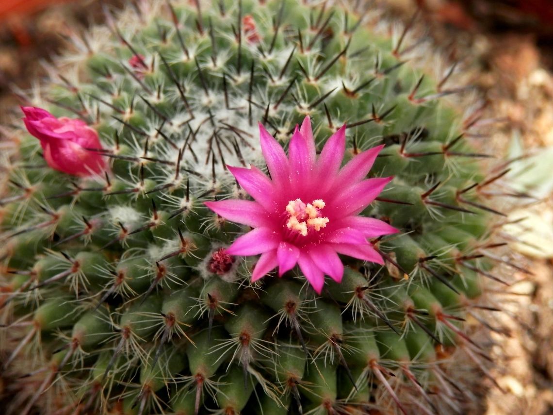Mammillaria bachmannii  BAS Botanical garden,Bulgaria,Geotagged,Mammillaria bachmannii,Spring