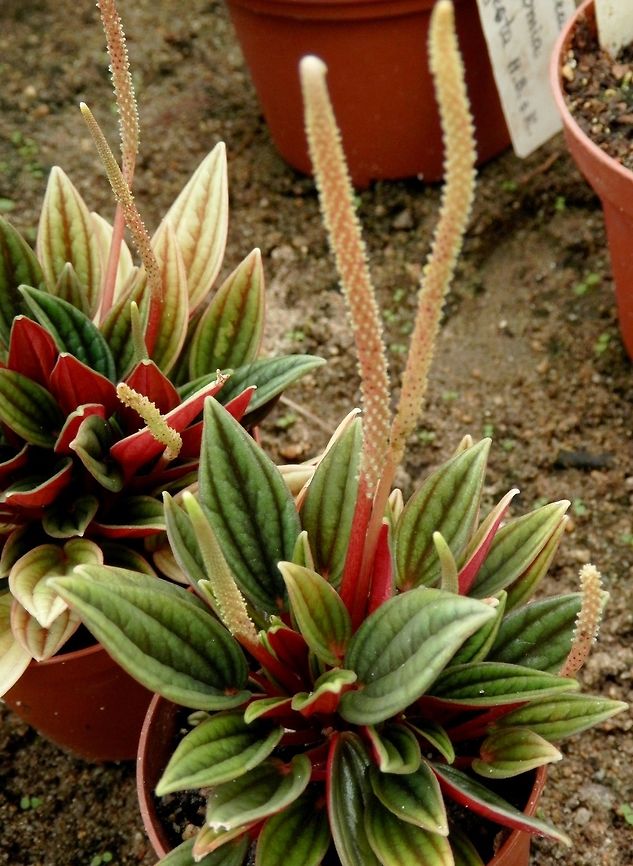 Peperomia caperata  BAS Botanical garden,Bulgaria,Geotagged,Peperomia caperata,Spring