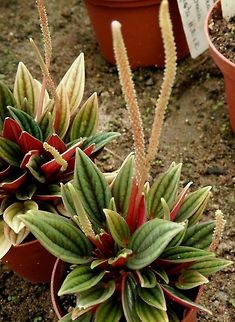 Peperomia caperata  BAS Botanical garden,Bulgaria,Geotagged,Peperomia caperata,Spring