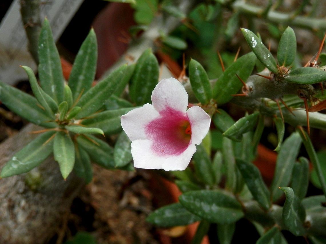 Pachypodium bispinosum  BAS Botanical garden,Bulgaria,Geotagged,Pachypodium bispinosum,Spring