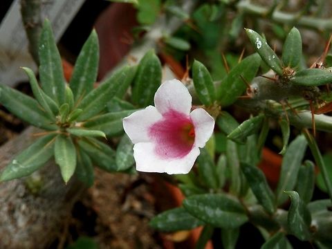 Pachypodium bispinosum  BAS Botanical garden,Bulgaria,Geotagged,Pachypodium bispinosum,Spring