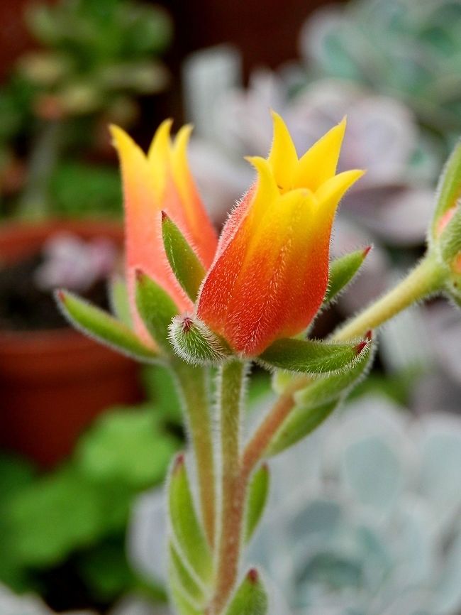 Echeveria pilosa flower  BAS Botanical garden,Bulgaria,Echeveria pilosa,Geotagged,Spring