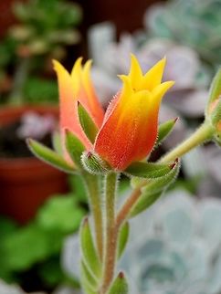 Echeveria pilosa flower  BAS Botanical garden,Bulgaria,Echeveria pilosa,Geotagged,Spring