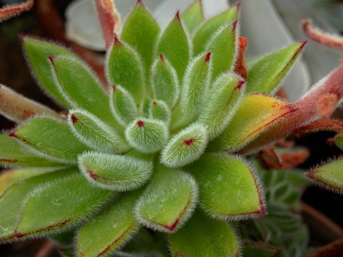 Echeveria pilosa  BAS Botanical garden,Bulgaria,Echeveria pilosa,Geotagged,Spring