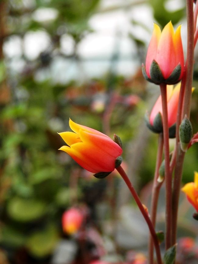Echeveria purpusorum flower  BAS Botanical garden,Bulgaria,Echeveria purpusorum,Geotagged,Spring