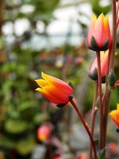 Echeveria purpusorum flower  BAS Botanical garden,Bulgaria,Echeveria purpusorum,Geotagged,Spring