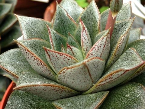 Echeveria purpusorum  BAS Botanical garden,Bulgaria,Echeveria purpusorum,Geotagged,Spring