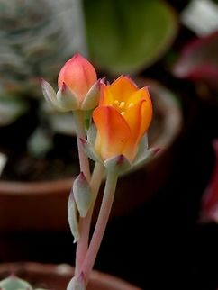 Painted lady flower  BAS Botanical garden,Bulgaria,Echeveria derenbergii,Geotagged,Spring