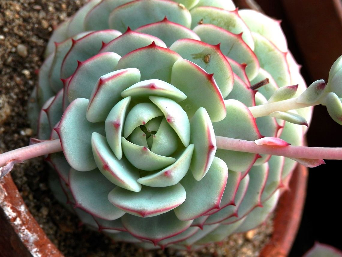 Painted lady  BAS Botanical garden,Bulgaria,Echeveria derenbergii,Geotagged,Spring