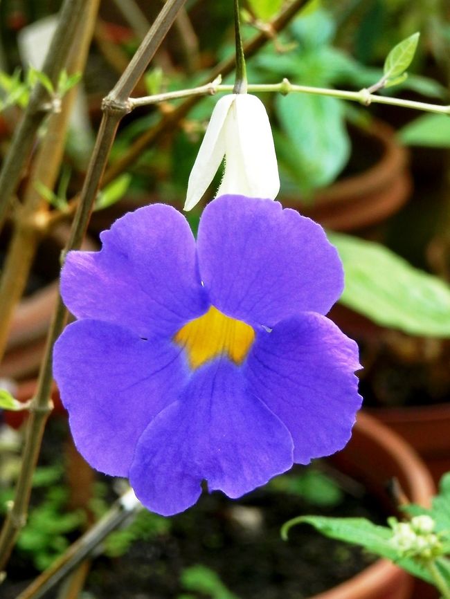 King's mantle  BAS Botanical garden,Bulgaria,Bush clock vine,Geotagged,Spring,Thunbergia erecta