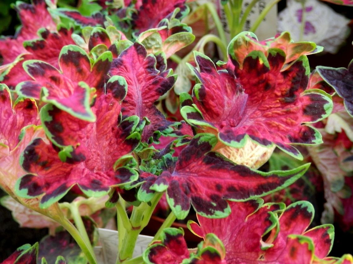 Painted nettle  BAS Botanical garden,Bulgaria,Geotagged,Painted nettle,Plectranthus scutellarioides,Spring