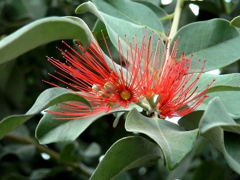 New Zealand Christmas tree  BAS Botanical garden,Bulgaria,Geotagged,Metrosideros excelsa,Pōhutukawa,Spring
