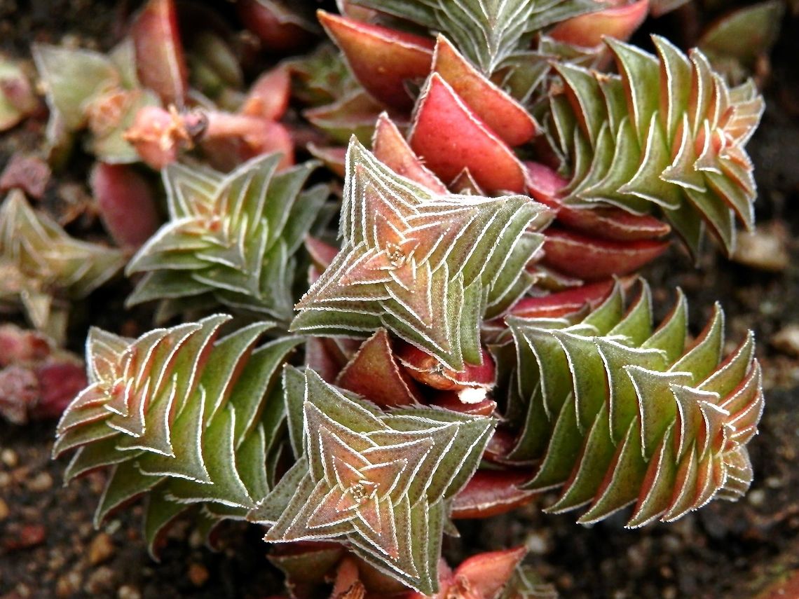 Crassula capitella ssp. thyrisiflora  BAS Botanical garden,Bulgaria,Crassula capitella,Geotagged,Spring
