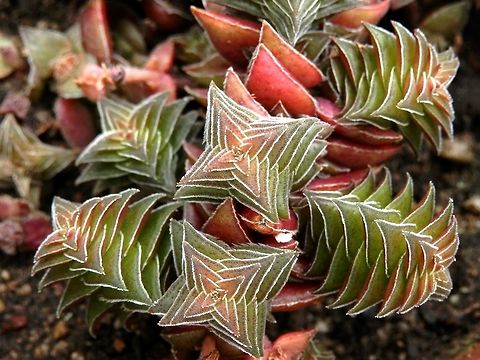 Crassula capitella ssp. thyrisiflora  BAS Botanical garden,Bulgaria,Crassula capitella,Geotagged,Spring