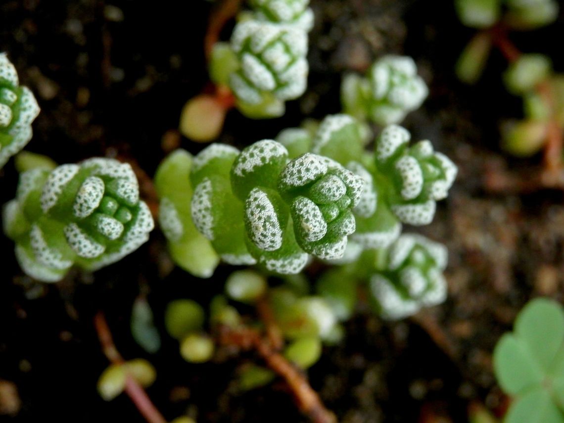 Coral Crassula  BAS Botanical garden,Bulgaria,Coral Crassula,Crassula corallina,Geotagged,Spring