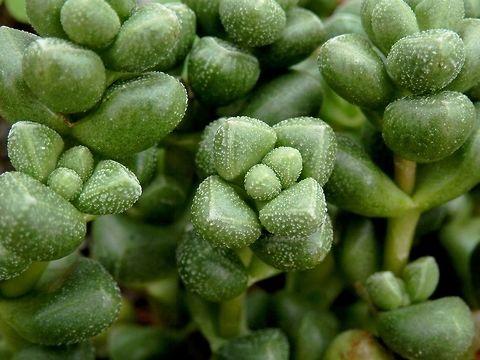 Elegant Crassula  BAS Botanical garden,Bulgaria,Crassula elegans,Geotagged,Spring