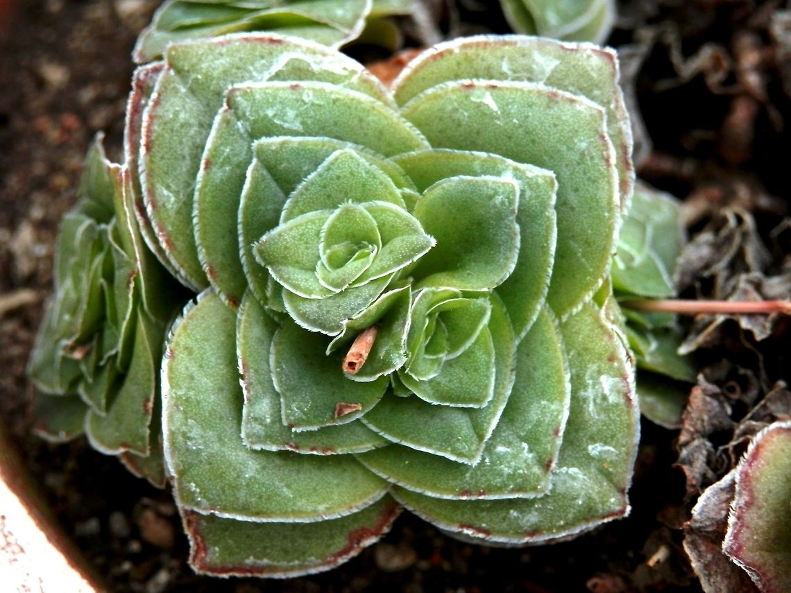 Crassula intermedia  BAS Botanical garden,Bulgaria,Crassula intermedia,Geotagged,Spring
