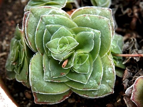 Crassula intermedia  BAS Botanical garden,Bulgaria,Crassula intermedia,Geotagged,Spring