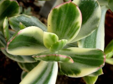 Crassula ovata cv. Tricolor  BAS Botanical garden,Bulgaria,Crassula ovata,Geotagged,Spring