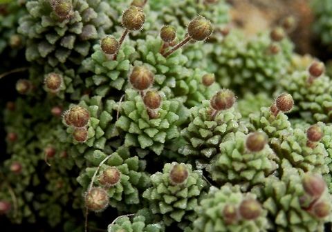 Monanthes polyphylla  BAS Botanical garden,Bulgaria,Geotagged,Monanthes polyphylla,Spring