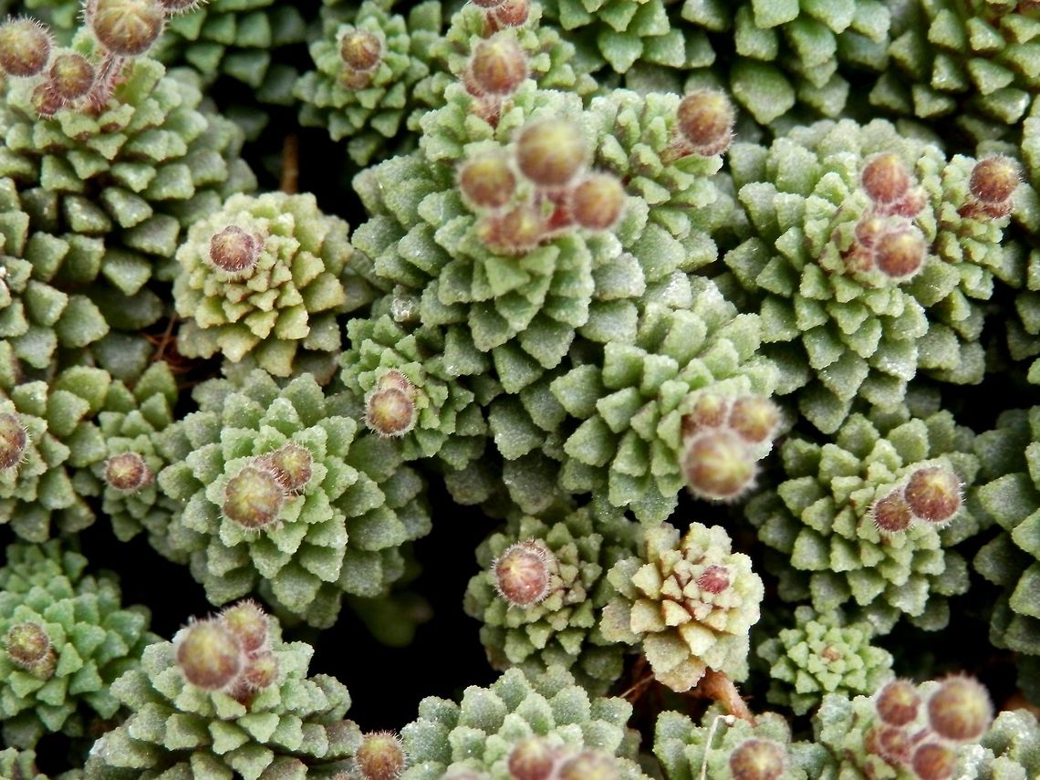 Monanthes polyphylla  BAS Botanical garden,Bulgaria,Geotagged,Monanthes polyphylla,Spring