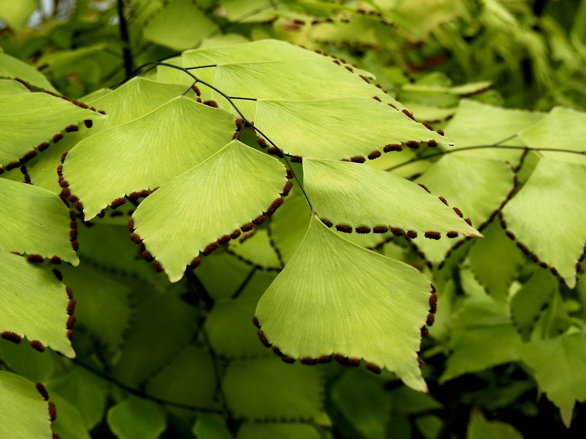 Adiantum subcordatum  Adiantum subcordatum,BAS Botanical garden,Big maidenhair,Bulgaria,Geotagged,Spring