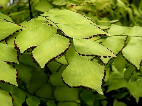 Adiantum subcordatum  Adiantum subcordatum,BAS Botanical garden,Big maidenhair,Bulgaria,Geotagged,Spring