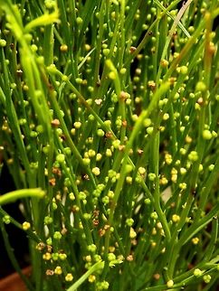 Psilotum nudum  BAS Botanical garden,Bulgaria,Geotagged,Psilotum nudum,Spring