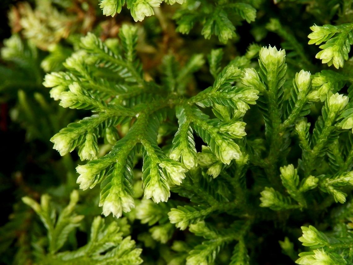 Martens' spike moss  BAS Botanical garden,Bulgaria,Geotagged,Selaginella martensii,Spring