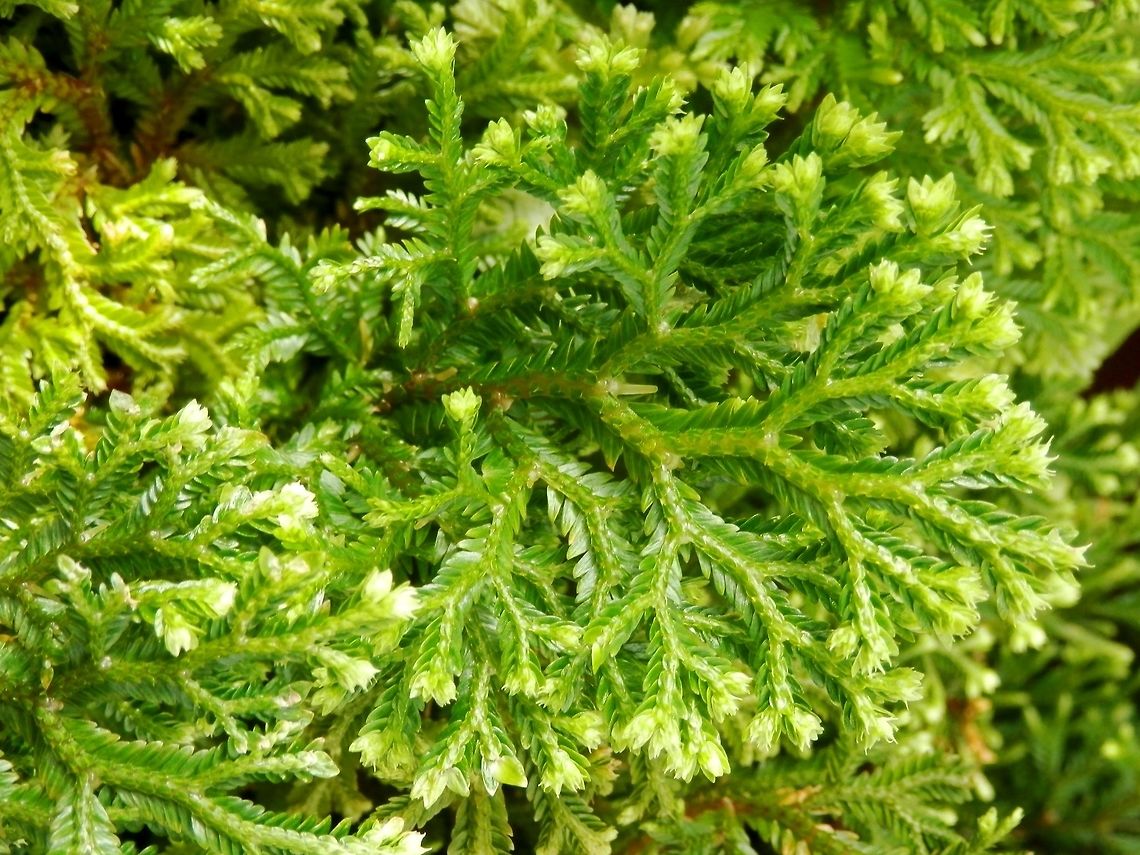 Martens' spike moss  BAS Botanical garden,Bulgaria,Geotagged,Selaginella martensii,Spring