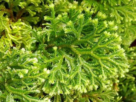Martens' spike moss  BAS Botanical garden,Bulgaria,Geotagged,Selaginella martensii,Spring