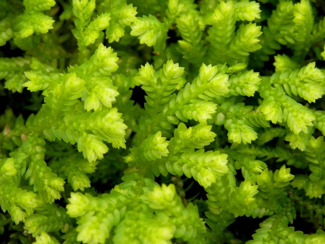 Krauss' spikemoss  BAS Botanical garden,Bulgaria,Geotagged,Selaginella kraussiana,Spring
