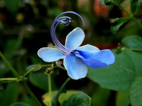 Blue butterfly plant  BAS Botanical garden,Bulgaria,Geotagged,Rotheca myricoides,Spring