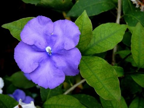 Brunfelsia pauciflora  BAS Botanical garden,Brunfelsia pauciflora,Bulgaria,Geotagged,Spring