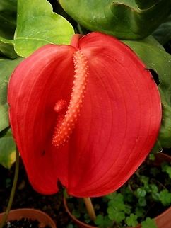 Anthurium scherzerianum  Anthurium scherzerianum,BAS Botanical garden,Bulgaria,Flamingo plant,Geotagged,Spring