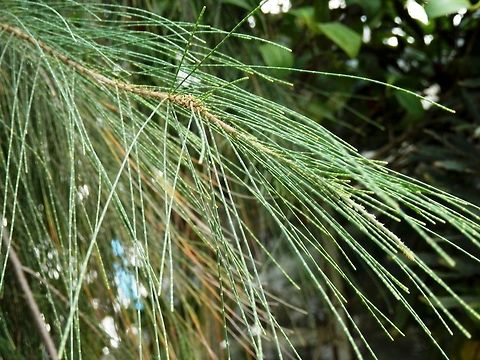 Allocasuarina verticillata  Allocasuarina verticillata,BAS Botanical garden,Bulgaria,Geotagged,Spring