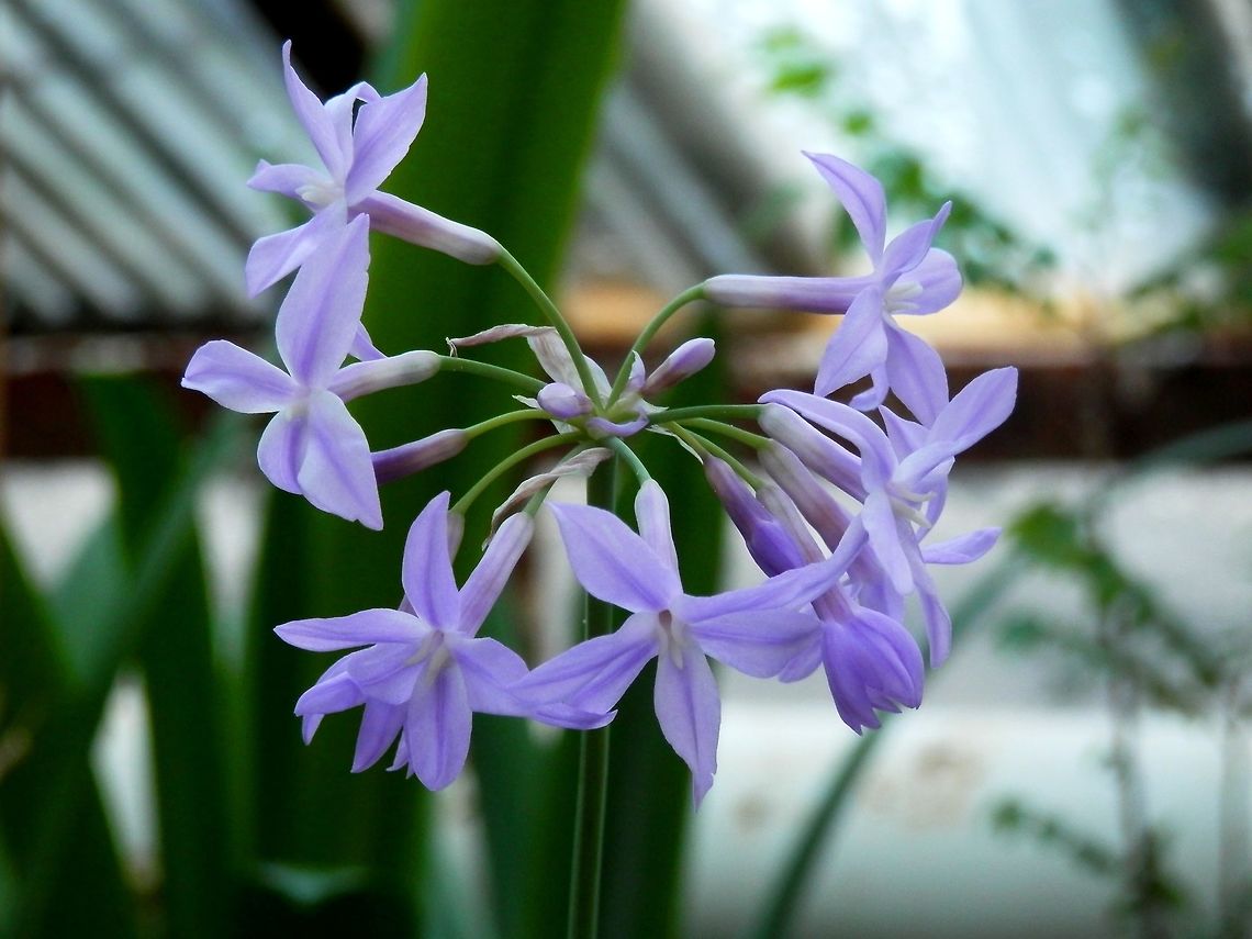 Tulbaghia violacea  BAS Botanical garden,Bulgaria,Geotagged,Spring,Tulbaghia violacea,society garlic