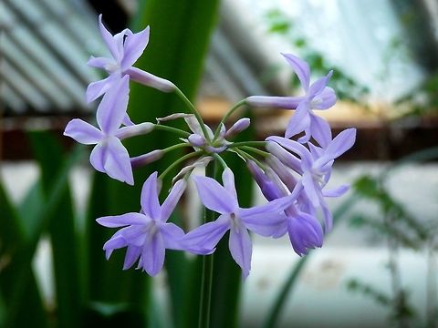 Tulbaghia violacea  BAS Botanical garden,Bulgaria,Geotagged,Spring,Tulbaghia violacea,society garlic