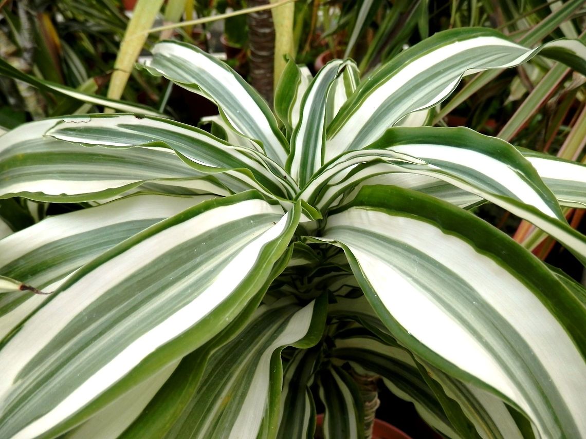Cornstalk dracaena  BAS Botanical garden,Bulgaria,Dracaena fragrans,Geotagged,Spring