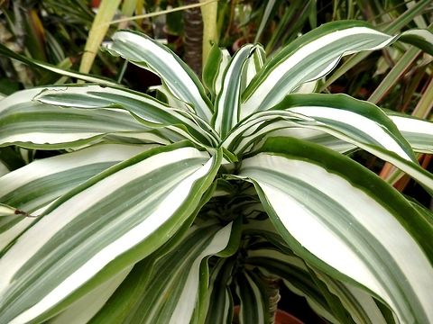 Cornstalk dracaena  BAS Botanical garden,Bulgaria,Dracaena fragrans,Geotagged,Spring