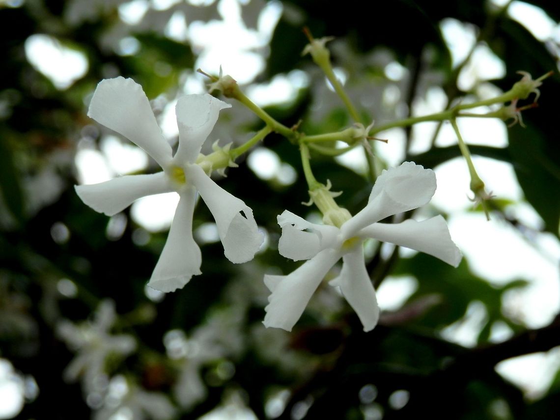 Star jasmine  BAS Botanical garden,Bulgaria,Geotagged,Spring,Trachelospermum jasminoides