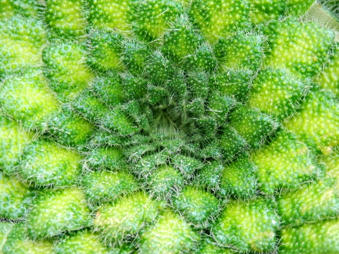 Petrocosmea cryptica  BAS Botanical garden,Bulgaria,Geotagged,Petrocosmea cryptica,Spring