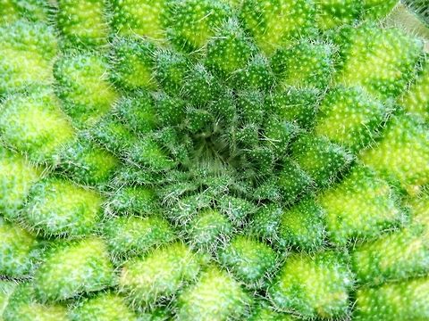 Petrocosmea cryptica  BAS Botanical garden,Bulgaria,Geotagged,Petrocosmea cryptica,Spring