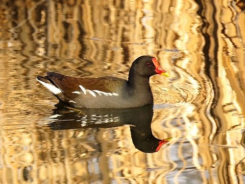Common moorhen reflection Early spring in the South park of Sofia. The reflection of the dry reeds gives the golden colour to the water. Bulgaria,Common Moorhen,Gallinula chloropus,Geotagged,South park,Winter
