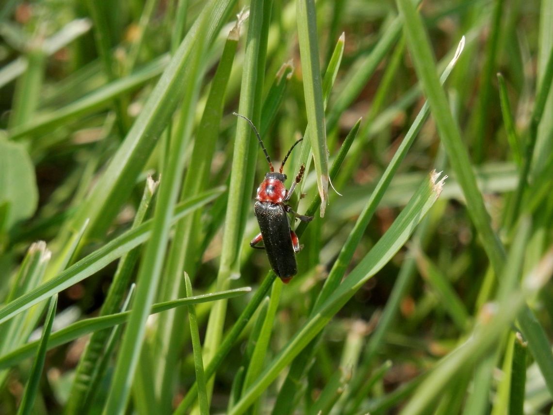 Cantharis rustica  Bulgaria,Cantharis rustica,Rustic Sailor Beetle
