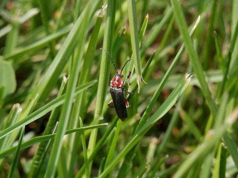 Cantharis rustica  Bulgaria,Cantharis rustica,Rustic Sailor Beetle