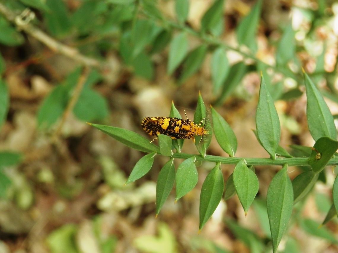 Micro moth on butcher's broom I think this is the same species of moth.<br />
<figure class="photo"><a href="https://www.jungledragon.com/image/31322/moth_on_stickyweed.html" title="Moth on stickyweed"><img src="https://s3.amazonaws.com/media.jungledragon.com/images/651/31322_thumb.JPG?AWSAccessKeyId=05GMT0V3GWVNE7GGM1R2&Expires=1767225610&Signature=hz%2FwwvxUOE%2FUVoG4Ivj5PHR3o%2FI%3D" width="200" height="150" alt="Moth on stickyweed Galium sp.<br />
I think this is the same species of moth.<br />
http://www.jungledragon.com/image/31321/unknown_moth_on_butchers_broom.html Bulgaria,Euplocamus ophisus,Moth" /></a></figure> Bulgaria,Butchers-broom,Euplocamus ophisus,Moth,Ruscus aculeatus