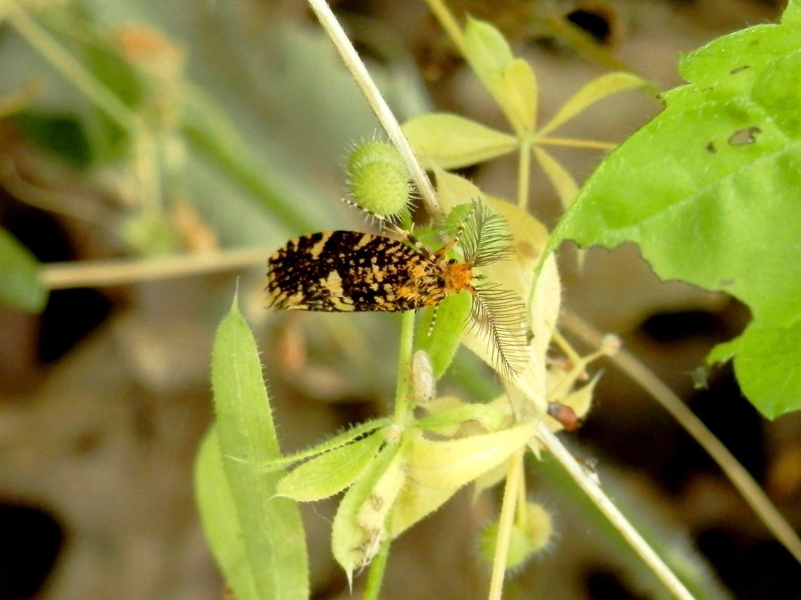 Moth on stickyweed Galium sp.<br />
I think this is the same species of moth.<br />
<figure class="photo"><a href="https://www.jungledragon.com/image/31321/micro_moth_on_butchers_broom.html" title="Micro moth on butcher&#039;s broom"><img src="https://s3.amazonaws.com/media.jungledragon.com/images/651/31321_thumb.JPG?AWSAccessKeyId=05GMT0V3GWVNE7GGM1R2&Expires=1767225610&Signature=gng4uIRqsi8qYmHusuc0dCrX6UQ%3D" width="200" height="150" alt="Micro moth on butcher&#039;s broom I think this is the same species of moth.<br />
http://www.jungledragon.com/image/31322/unknown_moth_on_stickyweed.html Bulgaria,Butchers-broom,Euplocamus ophisus,Moth,Ruscus aculeatus" /></a></figure> Bulgaria,Euplocamus ophisus,Moth