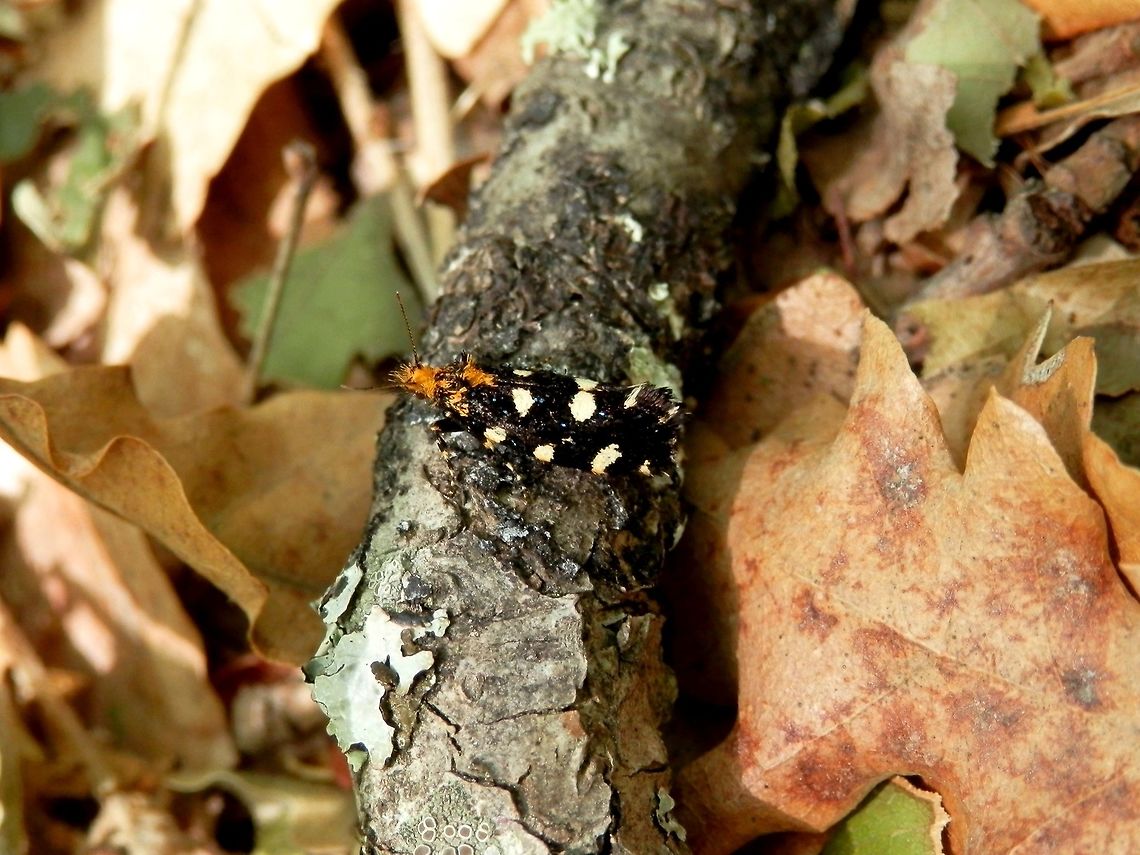 Fungus moth in the forest I am not sure if it is Lampronia corticella or Euplocamus anthracinalis.<br />
<br />
Lampronia corticella is somewhat variable. Some specimens identified as the synonym Lampronia rubiella look just like this one but I wonder if it is not a mistake.<br />
<a href="http://www.discoverlife.org/mp/20q?search=Lampronia+corticella" rel="nofollow">http://www.discoverlife.org/mp/20q?search=Lampronia+corticella</a><br />
<a href="http://www.eakringbirds.com/eakringbirds4/mothimageslamproniacorticella.htm" rel="nofollow">http://www.eakringbirds.com/eakringbirds4/mothimageslamproniacorticella.htm</a><br />
<a href="http://www.lepiforum.de/lepiwiki.pl?Lampronia_Corticella" rel="nofollow">http://www.lepiforum.de/lepiwiki.pl?Lampronia_Corticella</a><br />
<a href="http://www2.nrm.se/en/svenska_fjarilar/l/lampronia_corticella.html" rel="nofollow">http://www2.nrm.se/en/svenska_fjarilar/l/lampronia_corticella.html</a><br />
<a href="http://www.lepidoptera.no/en/arter/?or_id=6543" rel="nofollow">http://www.lepidoptera.no/en/arter/?or_id=6543</a><br />
<a href="http://lepidoptera.pro/taxonomy/2762" rel="nofollow">http://lepidoptera.pro/taxonomy/2762</a><br />
<a href="http://1.bp.blogspot.com/_TNXpFp4Z9o0/SM1tZgUHpEI/AAAAAAAAAkA/rb6S0OMWT44/s800-h/Lampronia+rubiella-5.JPG" rel="nofollow">http://1.bp.blogspot.com/_TNXpFp4Z9o0/SM1tZgUHpEI/AAAAAAAAAkA/rb6S0OMWT44/s800-h/Lampronia+rubiella-5.JPG</a><br />
<br />
Euplocamus anthracinalis looks very similar.<br />
<a href="http://lepidopteragallery.org/Euplocamus_anthracinalis.html" rel="nofollow">http://lepidopteragallery.org/Euplocamus_anthracinalis.html</a><br />
<a href="http://lepidoptera.pro/taxonomy/10229" rel="nofollow">http://lepidoptera.pro/taxonomy/10229</a><br />
<a href="http://ukmoths.org.uk/show.php?bf=197" rel="nofollow">http://ukmoths.org.uk/show.php?bf=197</a><br />
<a href="http://www.lepidoptera.eu/show.php?ID=2024&amp;country=GB" rel="nofollow">http://www.lepidoptera.eu/show.php?ID=2024&amp;country=GB</a><br />
<a href="http://www.lepiforum.de/lepiwiki.pl?Euplocamus_Anthracinalis" rel="nofollow">http://www.lepiforum.de/lepiwiki.pl?Euplocamus_Anthracinalis</a><br />
<a href="http://www.insektenbox.de/schmet/eupant.htm" rel="nofollow">http://www.insektenbox.de/schmet/eupant.htm</a><br />
<a href="http://www.naturephoto-cz.com/euplocamus-anthracinalis-photo-14918.html" rel="nofollow">http://www.naturephoto-cz.com/euplocamus-anthracinalis-photo-14918.html</a><br />
<br />
Update: having found a proper Euplocamus anthracinalis, I am sure this is not one.<br />
<figure class="photo"><a href="https://www.jungledragon.com/image/40118/euplocamus_anthracinalis.html" title="Euplocamus anthracinalis"><img src="https://s3.amazonaws.com/media.jungledragon.com/images/651/40118_thumb.JPG?AWSAccessKeyId=05GMT0V3GWVNE7GGM1R2&Expires=1759968010&Signature=4LP6Zwk07AsIBw96V63HxpSEoZc%3D" width="200" height="150" alt="Euplocamus anthracinalis  Bulgaria,Euplocamus anthracinalis,Moth Week 2018,South park" /></a></figure><br />
It is most likely Lampronia corticella (Lampronia rubiella). There&#039;s one that looks just the same here:<br />
<a href="http://www.udec.ru/vrediteli/malinovaya_mol.php" rel="nofollow">http://www.udec.ru/vrediteli/malinovaya_mol.php</a> Bulgaria,Lampronia corticella,Moth